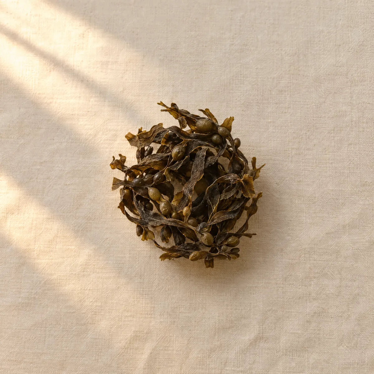 Dried bladderwrack seaweed