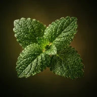 Organic Lemon Balm Extract