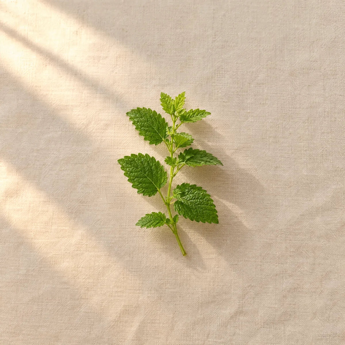 Organic Lemon Balm